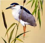 Night Heron (Original)