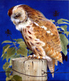 Creatures Of The Night - The Tawny Owl (Original)