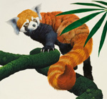 Red Panda (Original)
