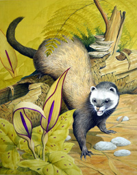 Polecat art by Kenneth Lilly