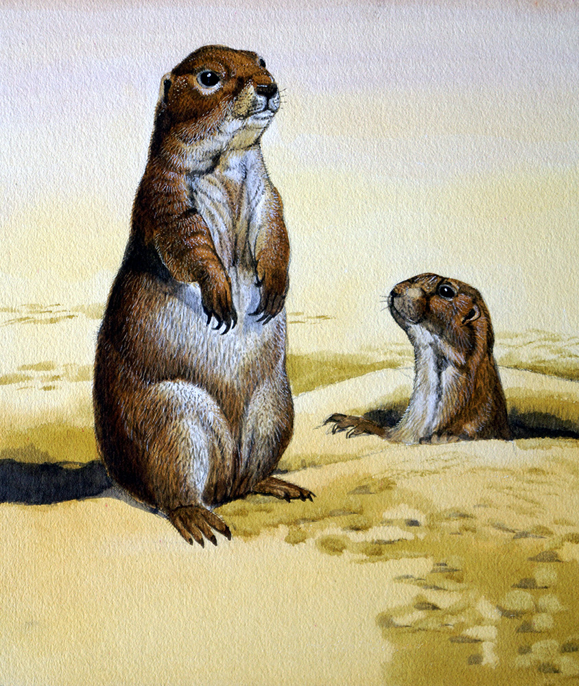 Prairie Dog (Original) art by Kenneth Lilly Art at The Illustration Art Gallery