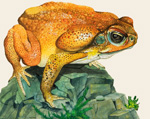 The Giant Toad (Original) (Signed)