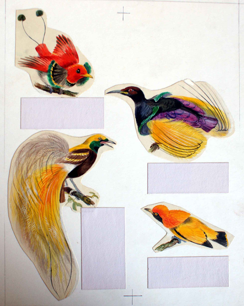 Four Birds of Paradise (Original) art by Bernard Long Art at The Illustration Art Gallery