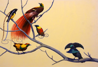 Birds of Paradise (Original)
