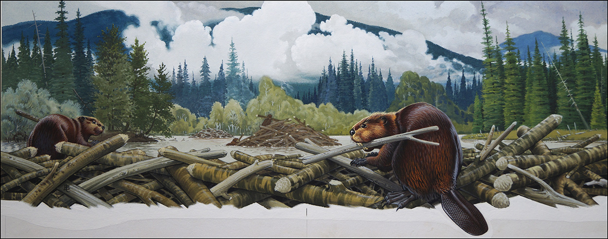 What Beavers Do Best (Original) (Signed) art by Bernard Long Art at The Illustration Art Gallery