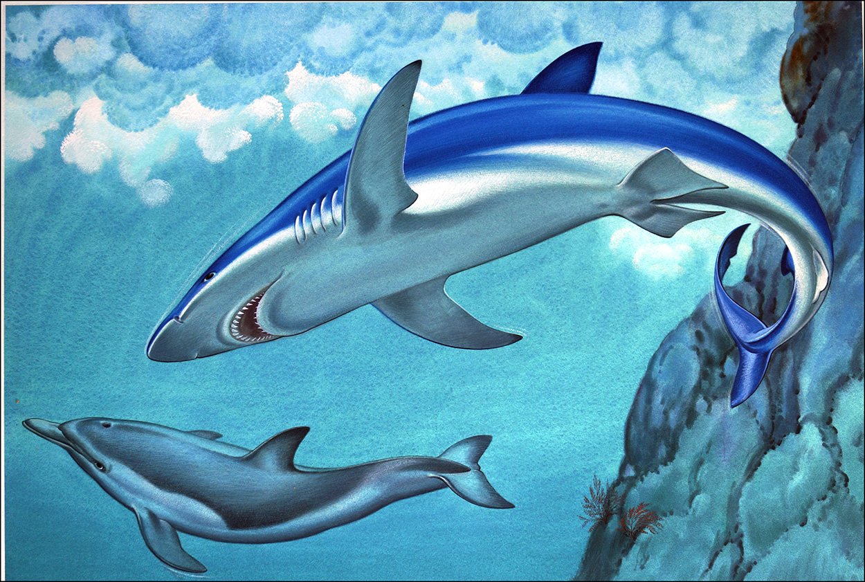 Danger Blue Shark (Original) art by Bernard Long Art at The Illustration Art Gallery