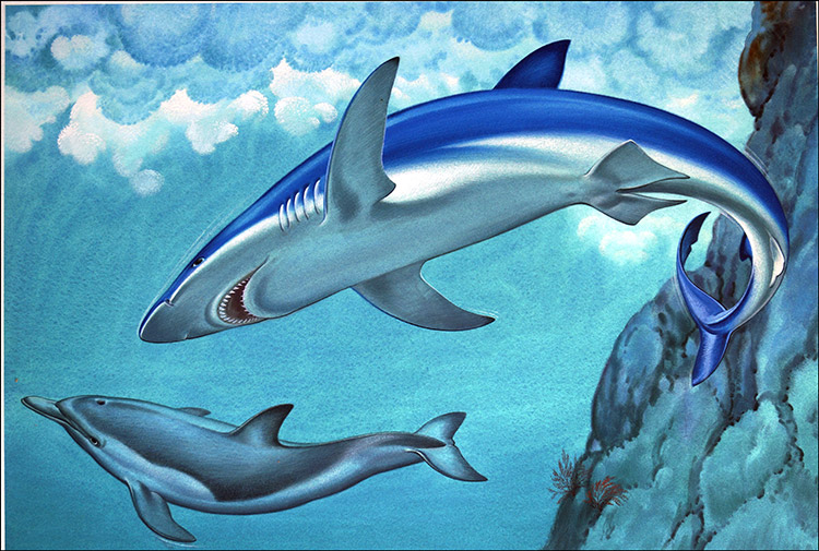 Danger Blue Shark (Original) by Bernard Long Art at The Illustration Art Gallery