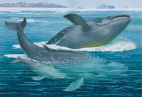 The Blue Whale (Original)