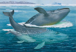 The Blue Whale (Original)