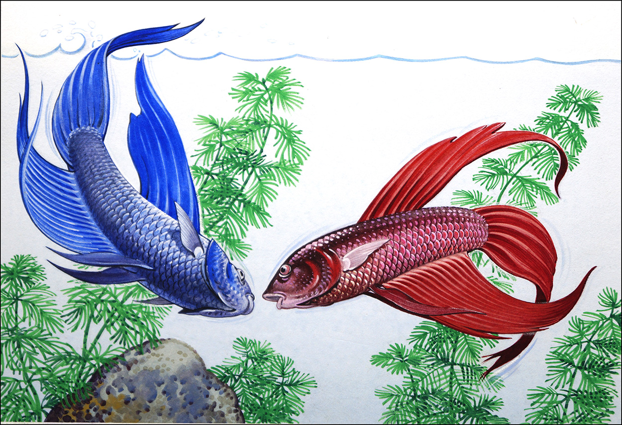 Siamese Fighting Fish (Original) art by Bernard Long Art at The Illustration Art Gallery