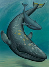 Grey Whale and Calf (Original)