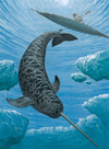 The Narwhal (Original)