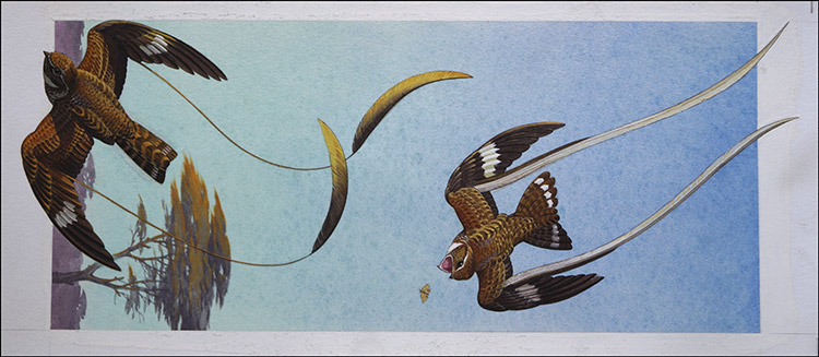 Standard and Pennant Wing Nightjars (Original) by Bernard Long Art at The Illustration Art Gallery