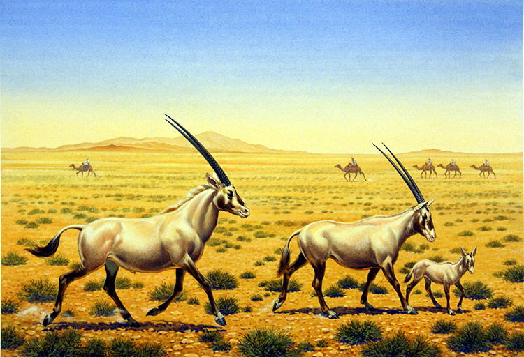 Arabian Oryx (Original) by Bernard Long Art at The Illustration Art Gallery