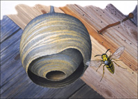The Curious Paper Wasp (Original)