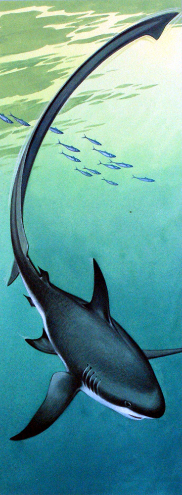 Thresher Shark (Original) art by Bernard Long Art at The Illustration Art Gallery