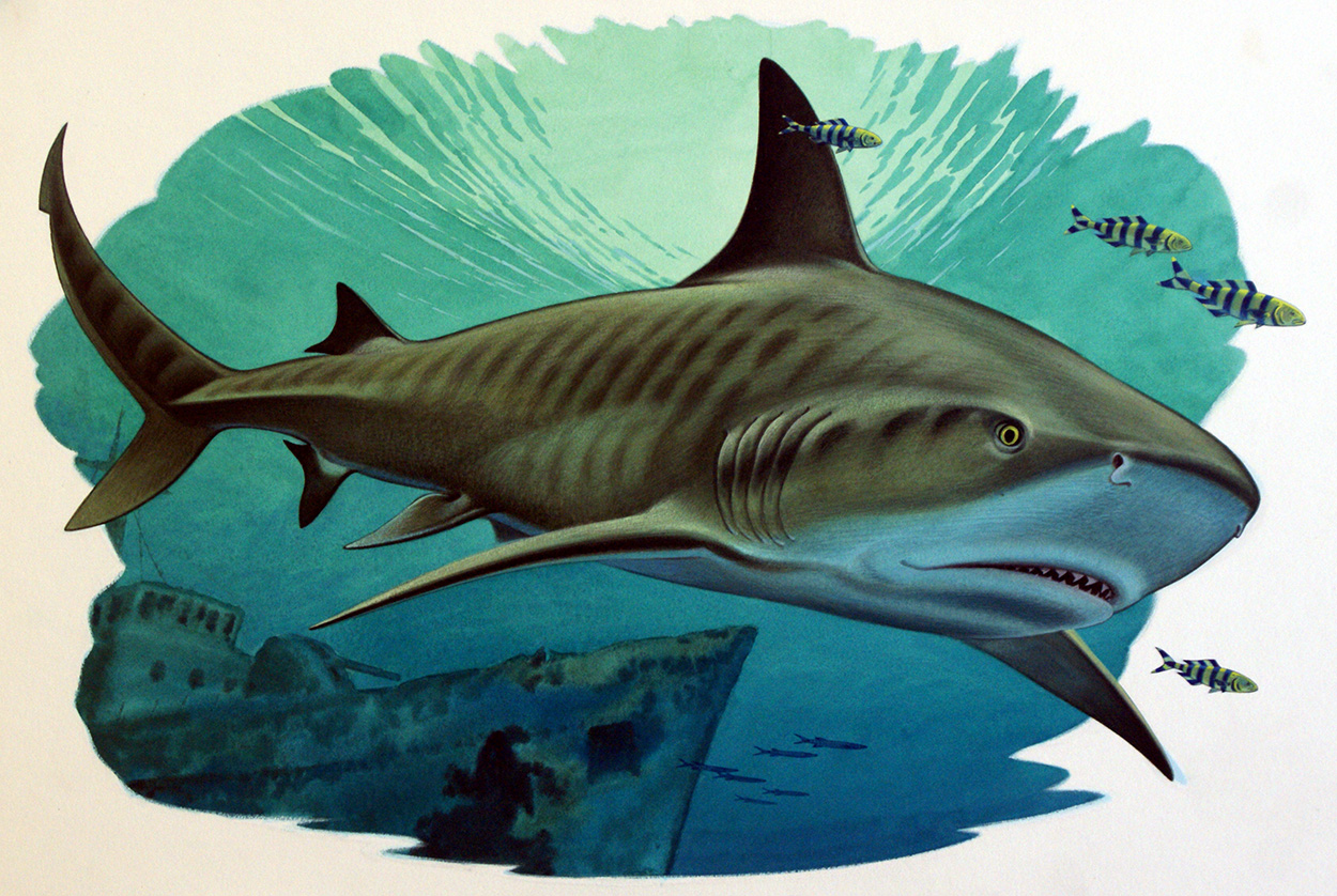 Tiger Shark and Pilot Fish with Naval Wreck (Original) art by Bernard Long Art at The Illustration Art Gallery
