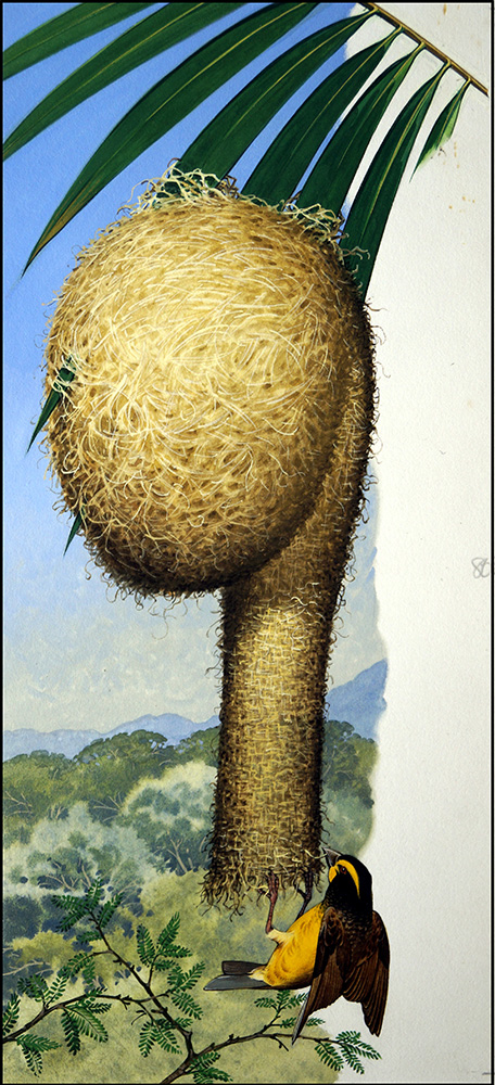 The Weaver Bird (Original) art by Bernard Long Art at The Illustration Art Gallery
