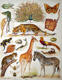 Coloration of Animals art by Margaret Maitland Howard