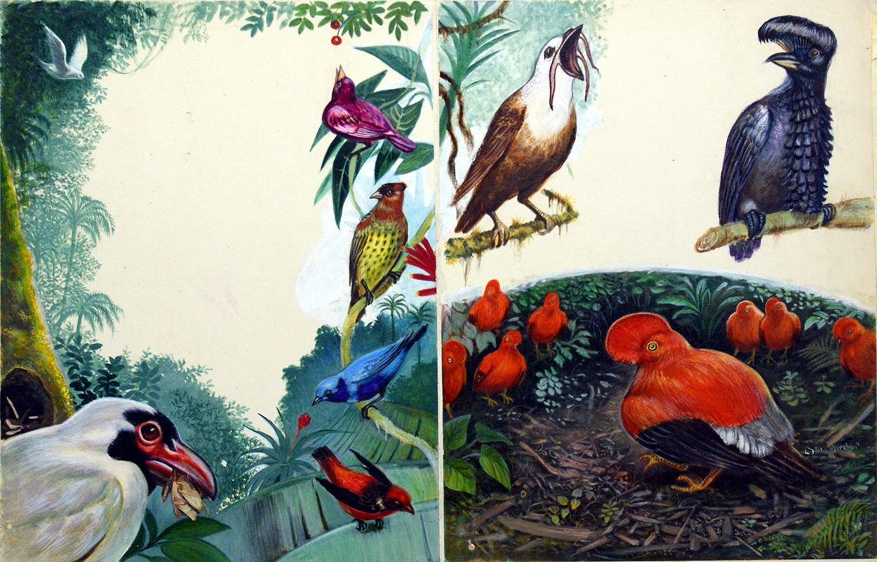 Tropical Birds from South America (Original) (Signed) art by L Field Marchant Art at The Illustration Art Gallery