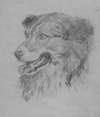 Sketch of a Dog art by Fortunino Matania