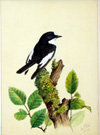 Pied Flycatcher (Original) (Signed)