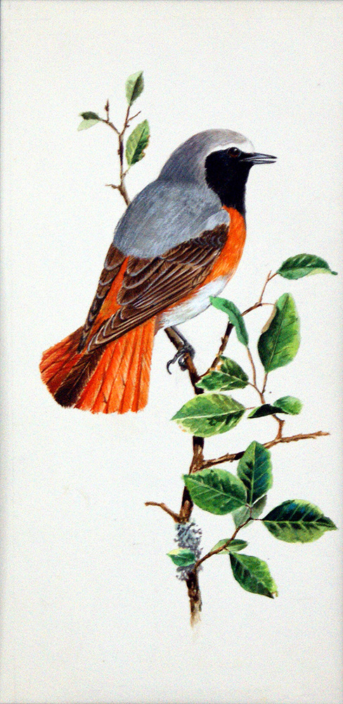 Redstart (Original) (Signed) art by Ian McIntosh at The Illustration Art Gallery