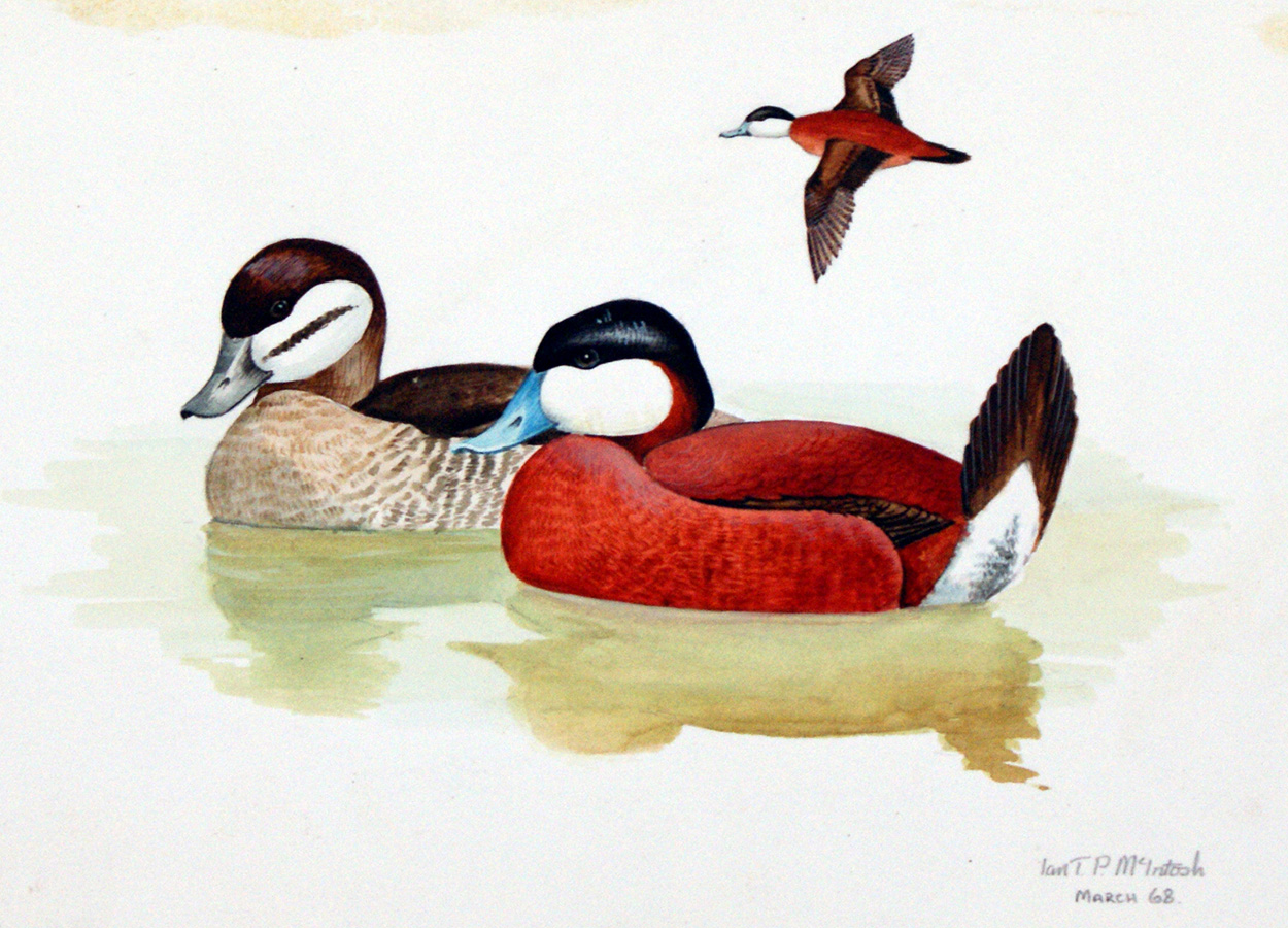 Ruddy Duck (Original) (Signed) art by Ian McIntosh Art at The Illustration Art Gallery