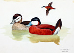 Ruddy Duck (Original) (Signed)
