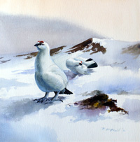 Rodger McPhail biography