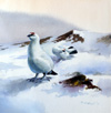 Rodger McPhail