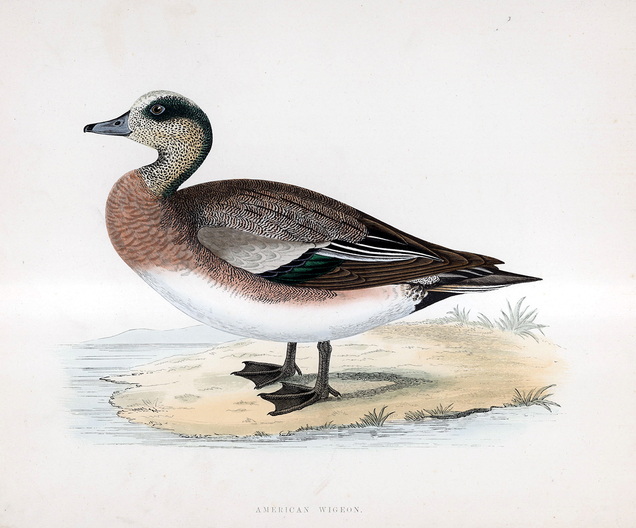 American Wigeon - hand coloured lithograph 1891 (Print) art by Beverley R Morris Art at The Illustration Art Gallery
