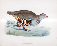 Barbary Partridge - hand coloured lithograph 1891 (Print)