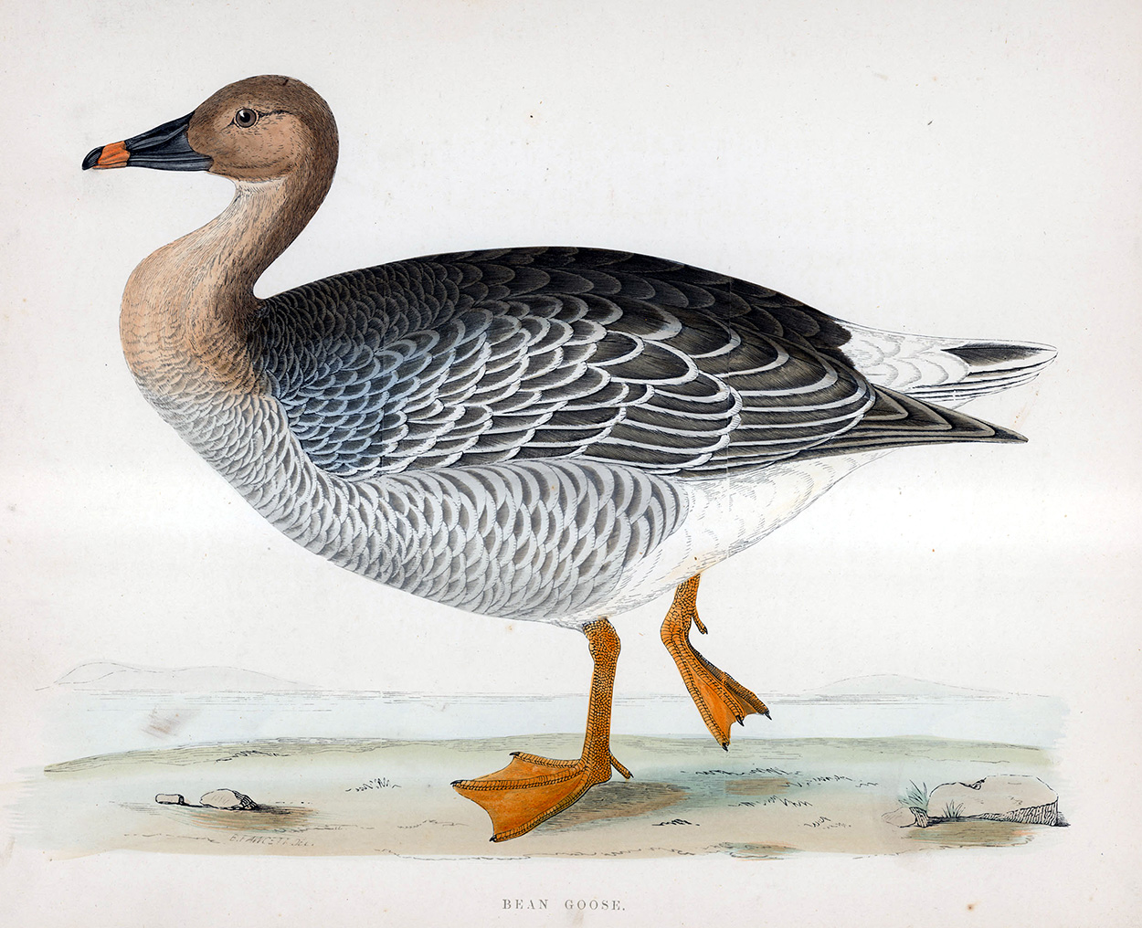 Bean Goose - hand coloured lithograph 1891 (Print) art by Beverley R Morris Art at The Illustration Art Gallery