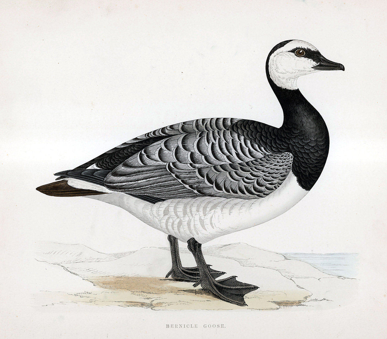 Bernicle Goose - hand coloured lithograph 1891 (Print) art by Beverley R Morris at The Illustration Art Gallery
