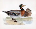 Bimaculated Duck - hand coloured lithograph 1891 (Print)