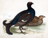 Black Grouse - hand coloured lithograph 1891 (Print)