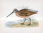Brown Snipe - hand coloured lithograph 1891 (Print)