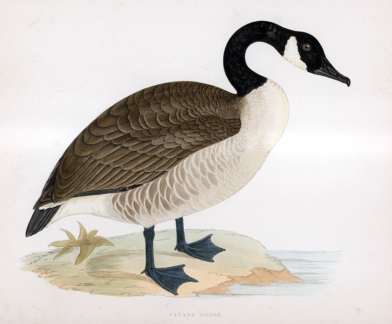 Canada Goose - hand coloured lithograph 1891 (Print) art by Beverley R Morris Art at The Illustration Art Gallery
