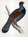 Capercaillie - hand coloured lithograph 1891 (Print)