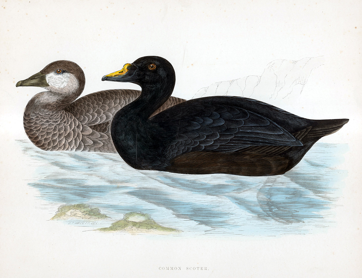 Common Scoter - hand coloured lithograph 1891 (Print) art by Beverley R Morris Art at The Illustration Art Gallery
