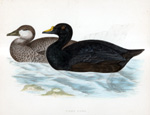 Common Scoter - hand coloured lithograph 1891 (Print)