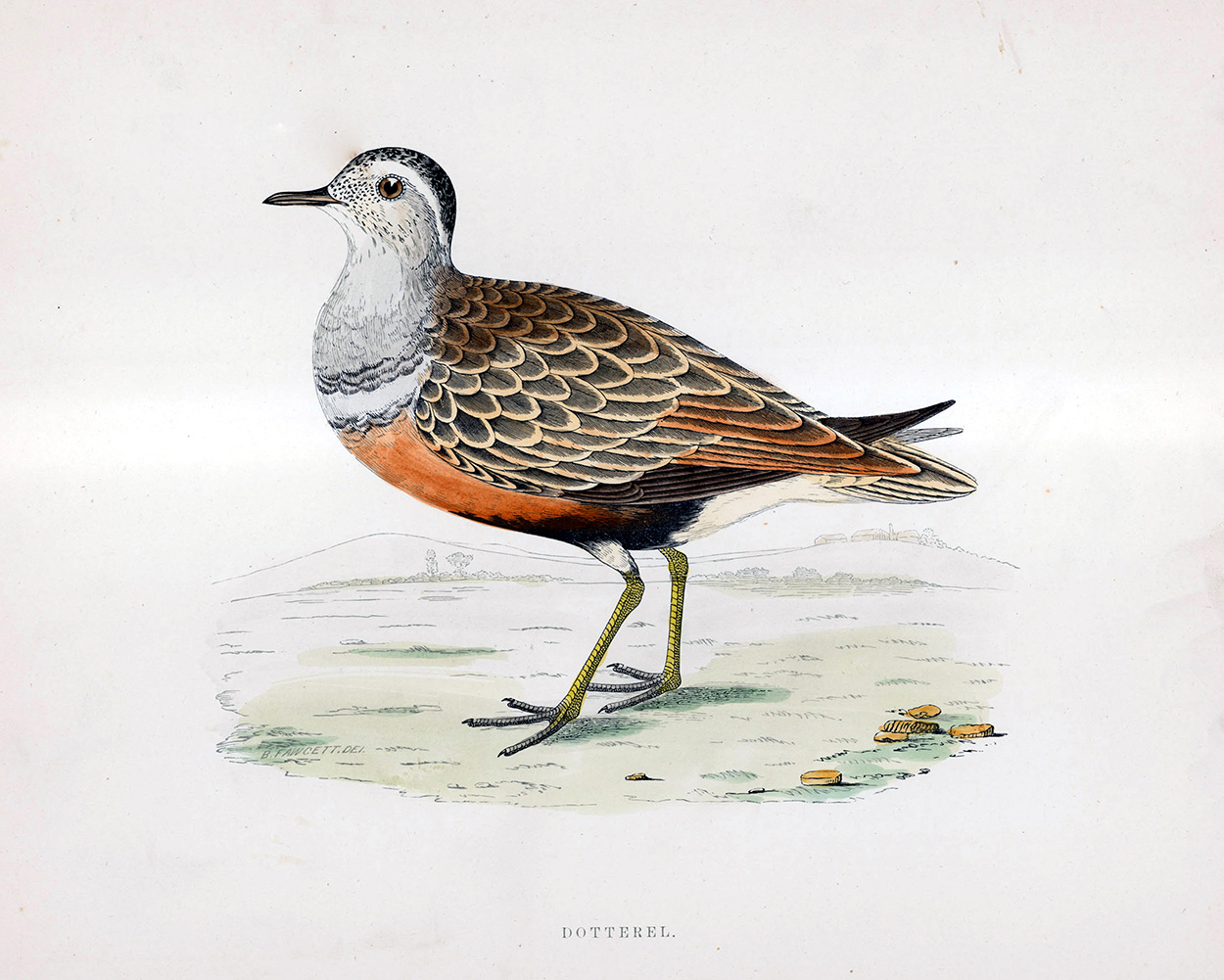 Dotterel - hand coloured lithograph 1891 (Print) art by Beverley R Morris Art at The Illustration Art Gallery