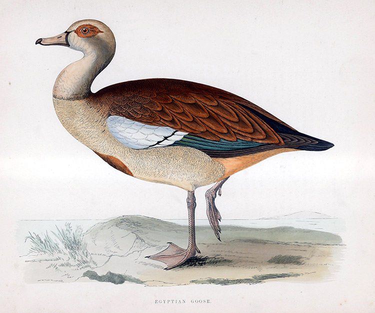 Egyptian Goose - hand coloured lithograph 1891 (Print) by Beverley R Morris at The Illustration Art Gallery