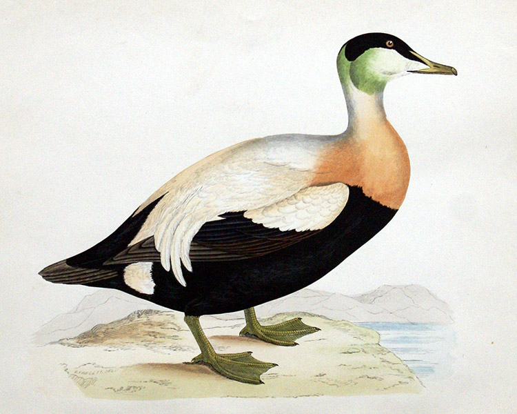 Eider Duck - hand coloured lithograph 1891 (Print) by Beverley R Morris at The Illustration Art Gallery