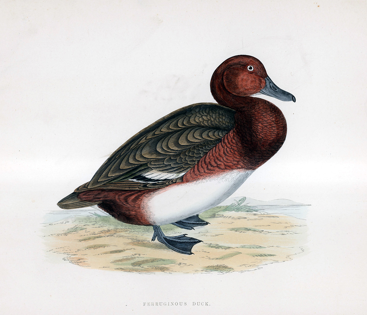 Ferruginos Duck - hand coloured lithograph 1891 (Print) art by Beverley R Morris at The Illustration Art Gallery