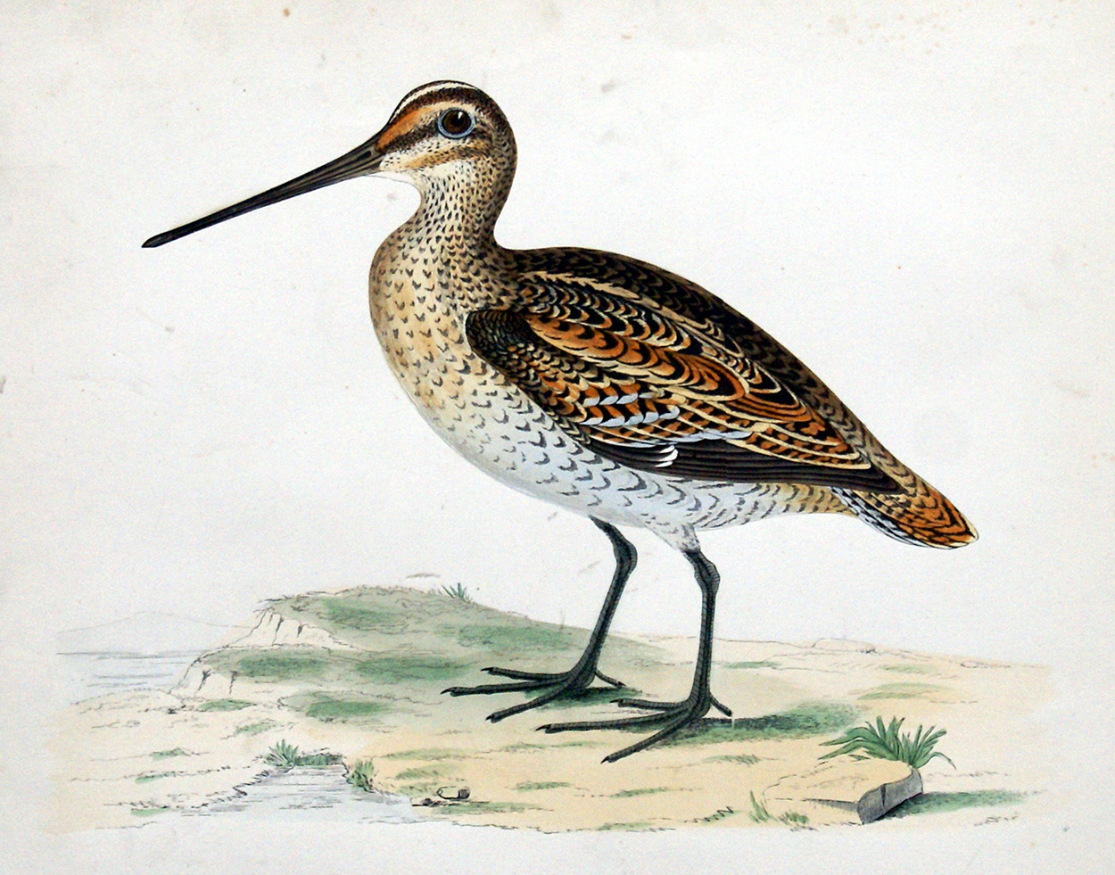 Great Snipe - hand coloured lithograph 1891 (Print) art by Beverley R Morris Art at The Illustration Art Gallery