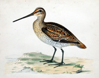 Great Snipe - hand coloured lithograph 1891 (Print)