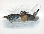 Garganey Teal - hand coloured lithograph 1891 (Print)