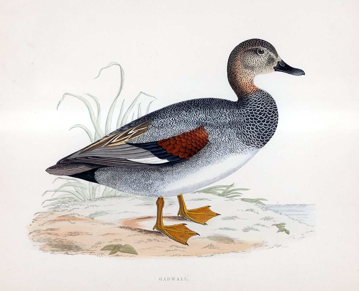 Gadwall - hand coloured lithograph 1891 (Print) art by Beverley R Morris Art at The Illustration Art Gallery